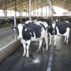 Lençol de Borracha EPDM